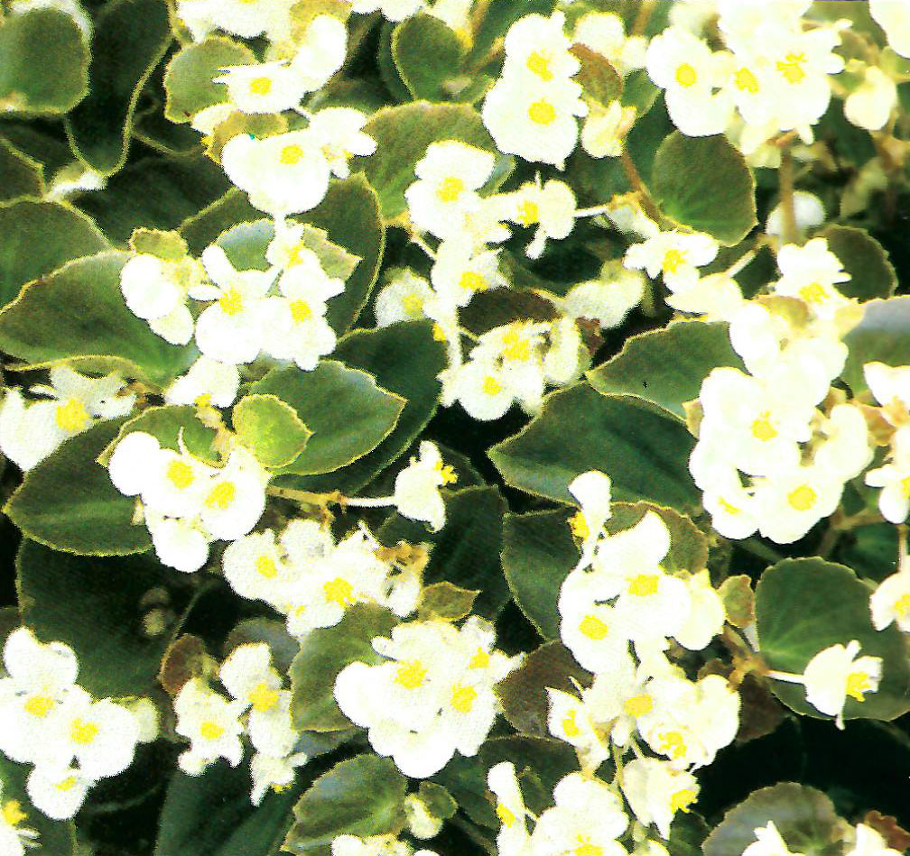 B. ‘Yuki-Dama’